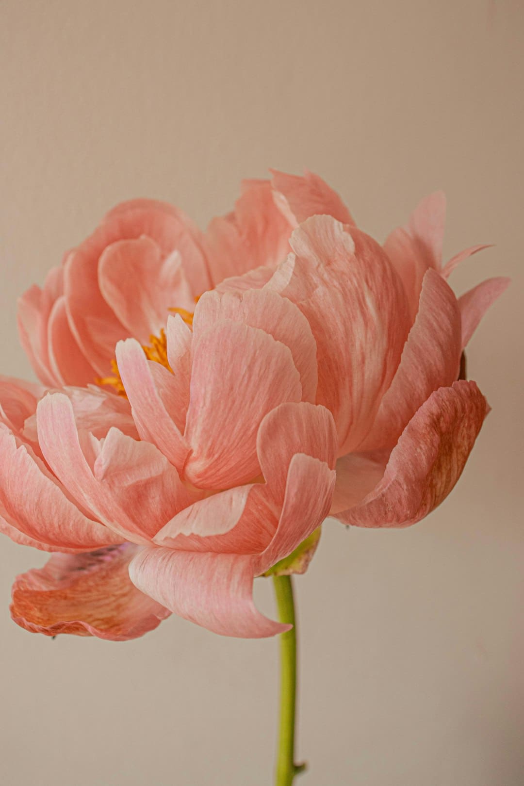 https://img1.utuku.imgcdc.com/650x0/culture/20250901/e896e22a-46ba-4db5-aa20-2d882e7d796e.png